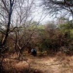 India entre los tres países con mayores ganancias en superficie forestal