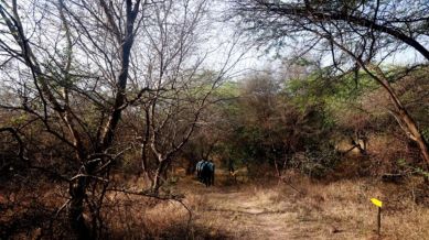 India entre los tres países con mayores ganancias en superficie forestal