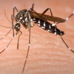 Newsmaker: ¿Destrucción de los mosquitos? Los jamaicanos comparten preocupaciones y soluciones