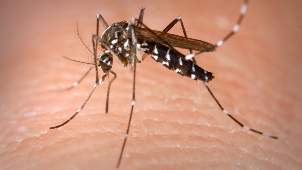 Newsmaker: ¿Destrucción de los mosquitos?  Los jamaicanos comparten preocupaciones y soluciones
