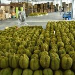Las exportaciones de durián de Tailandia a China enfrentan una dura competencia de otros países de la ASEAN.