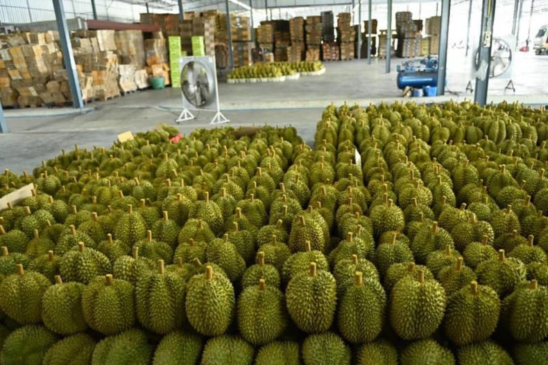 Las exportaciones de durián de Tailandia a China enfrentan una dura competencia de otros países de la ASEAN.