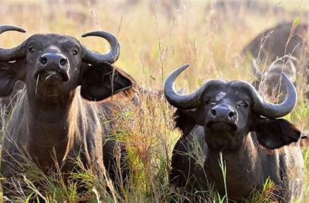 Cabo Buffalo, conocido como Muerte Negra, mata a unas 200 personas en África al año. Se sabe que matan a cazadores de deportes más que a otro animal