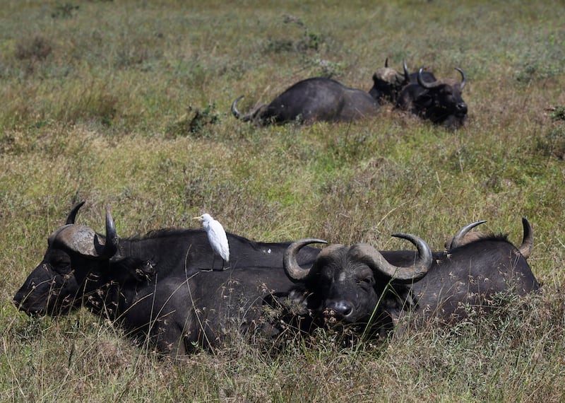 31 de enero de 2025, Parque Nacional Nairobi, Parque Nacional Nairobi, en el Servicio de Vida Silvestre de Kenia (KWS) en Nairobi, Kenia, descansa un búfalo de búfalo africano.