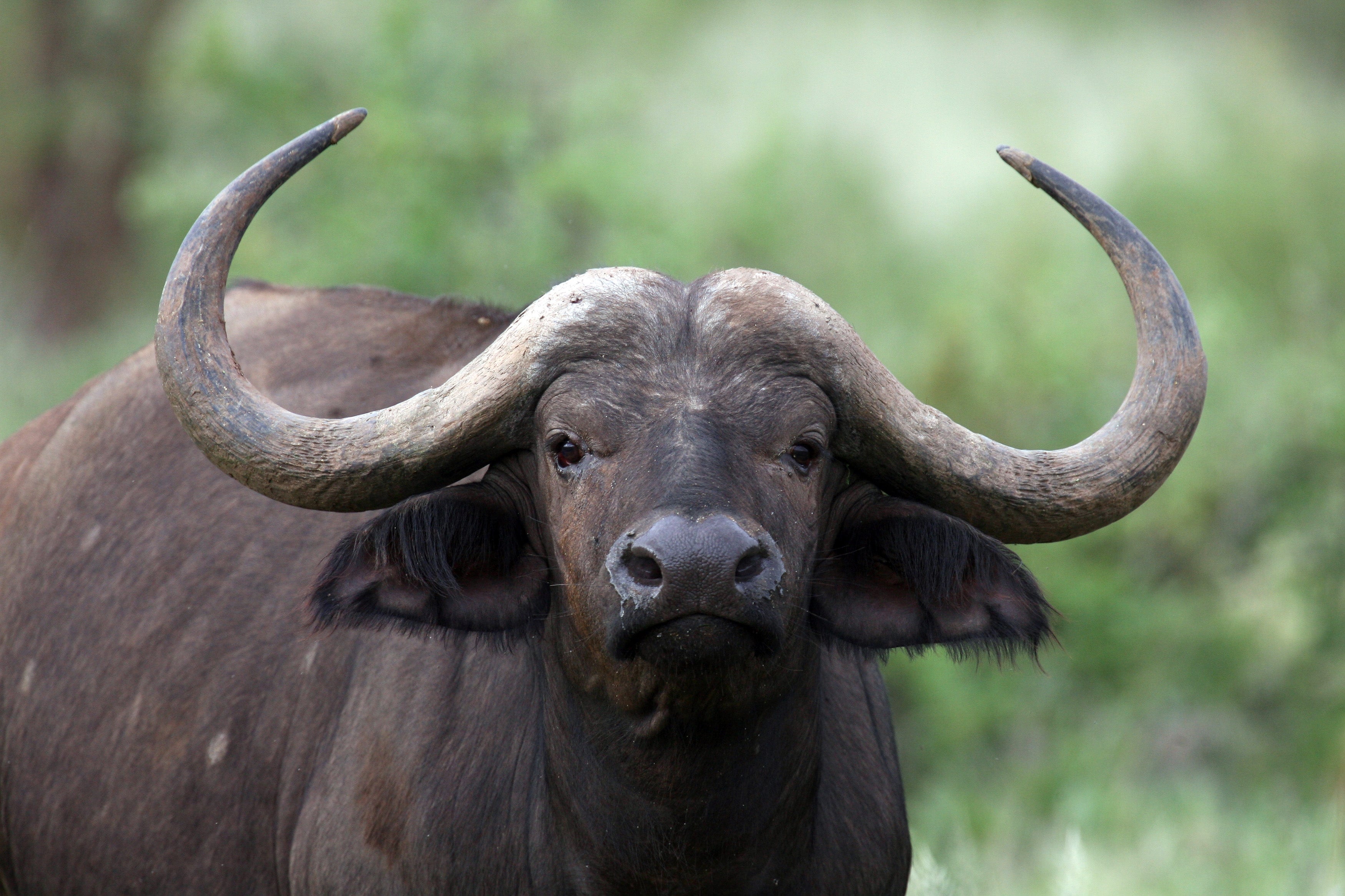 Los búfalos del Cabo son vacas grandes y pesadas, como animales que pueden pesar entre 660 y 1,840 libras y tienen 4 a 5 pies de largo.