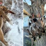 El cazador de trofeos multimillonario fue asesinado por los búfalos de ‘muerte negra’ que estaba cazando en safari africano