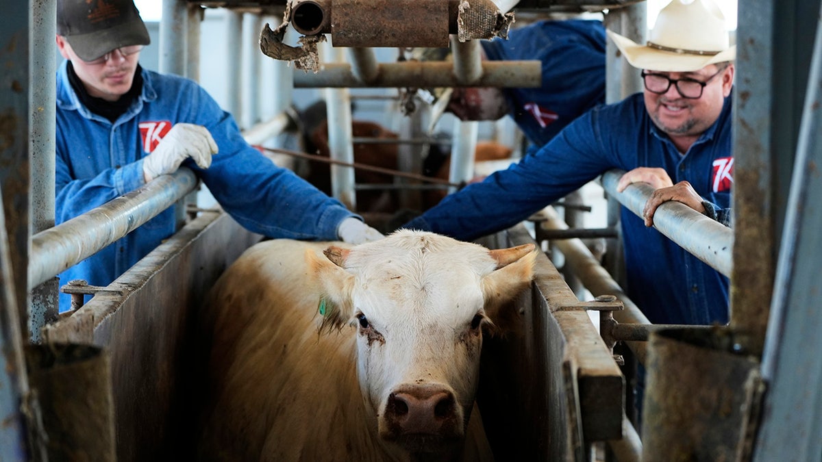 La vaca está siendo revisada por el veterinario