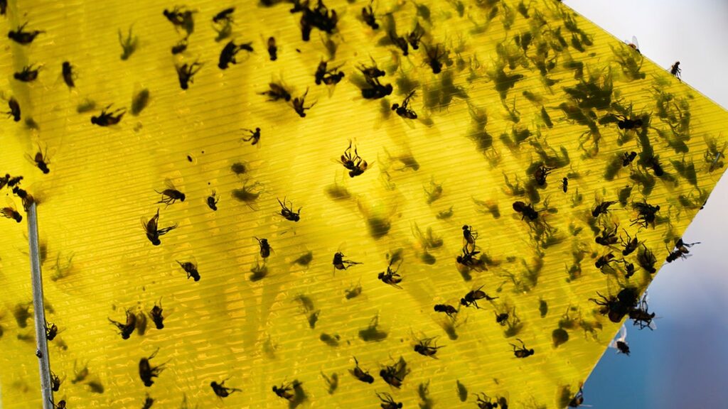 Para proteger el ganado de los gusanos para criar abejas estériles en la fábrica de Texas, nosotros