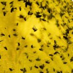 Para proteger el ganado de los gusanos para criar abejas estériles en la fábrica de Texas, nosotros