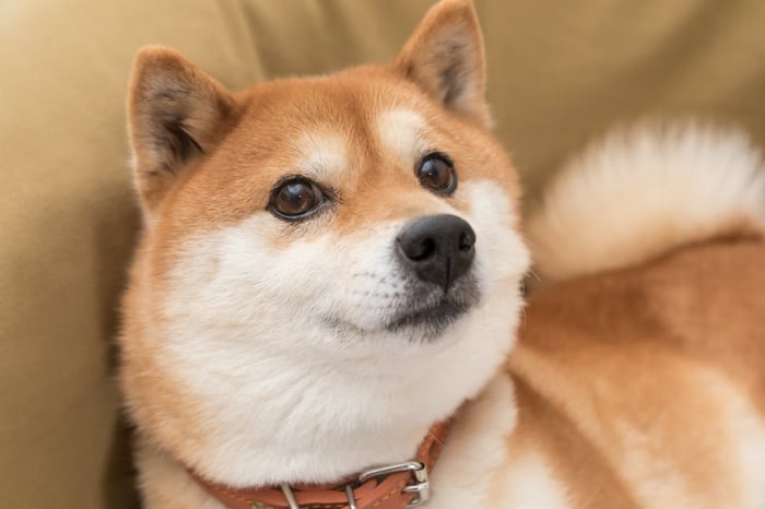 Un perro shiba anu.