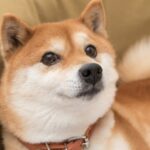 ¿Shiba Anu es un fabricante multimillonario?