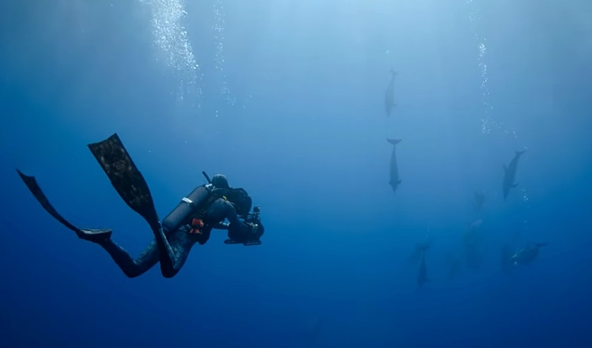 Nut Geo compartió el remolque de «Dolphins cercanos con Berti Gregory».
