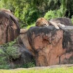 Cuando un tigre se rasgó en el mundo de Walt Disney … y no era samba