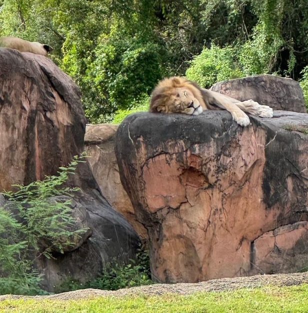 Cuando un tigre se rasgó en el mundo de Walt Disney … y no era samba