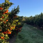 «Uruguay intensifica la producción de nuevas variedades de mandarina»