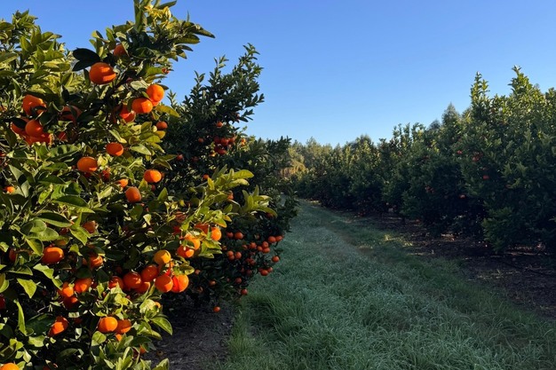 «Uruguay intensifica la producción de nuevas variedades de mandarina»