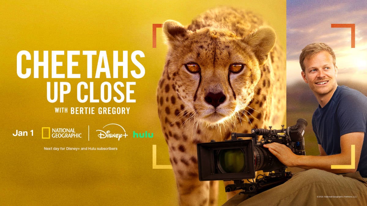 Disney+ y Hulu enero de 2026: Cheetah de cerca con Bertie Gregory
