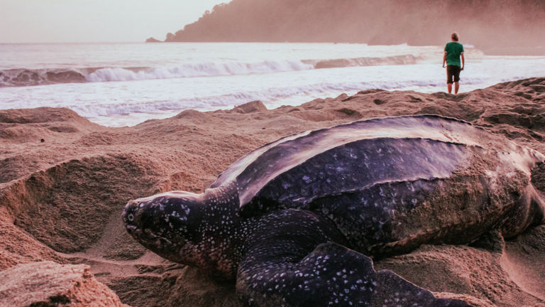 Los visitantes pueden disfrutar aprendiendo sobre las tortugas laúd a través del programa de experiencias prácticas de Hudco. Los visitantes pueden disfrutar aprendiendo sobre las tortugas laúd a través del programa de experiencias prácticas de Hudco.