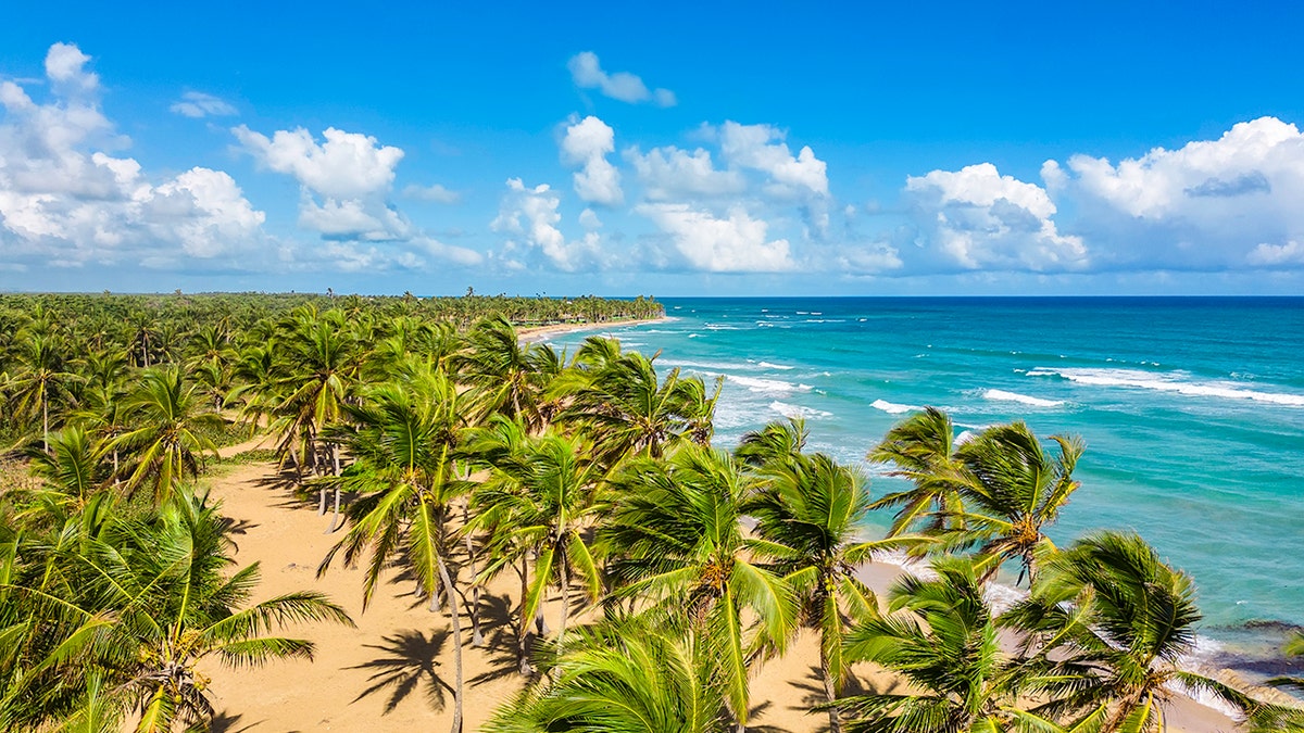 Playas y árboles de República Dominicana