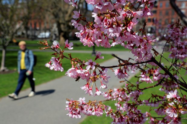 Primavera en Boston (Fotos)