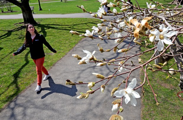 Una mujer camina por un jardín público mientras un magnolio comienza a florecer en un cálido día de primavera. (Foto de Matt Stone/Boston Herald)