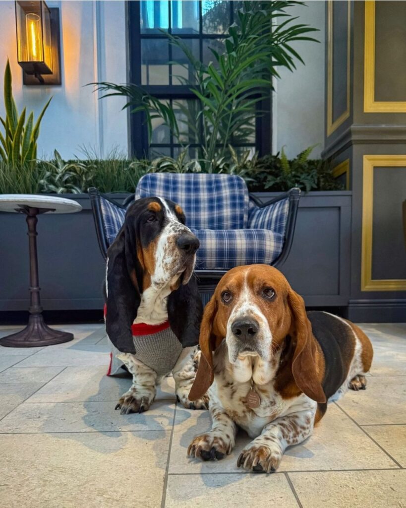 Cómo los hoteles de lujo están ampliando las ofertas que admiten perros para una nueva ola de viajeros.